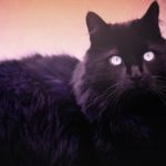 страшная история Кот видит все… Кот видит все…
