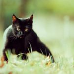 Плохое место и кошка