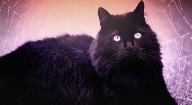 Кот видит все... страшные истории Кот видит все... страшные истории