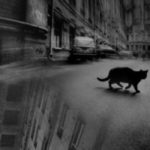 страшная история Тверской кот призрак Тверской кот призрак